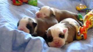 NEWBORN BABY BULLDOG PUPPIES Champion Sired [upl. by Elayne]