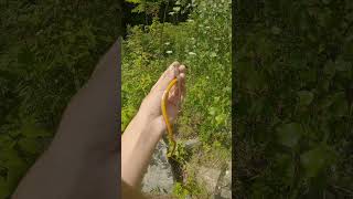 Catching TONS of Snakes snakenatureviralvideowildlifeyoutube [upl. by Maureene]