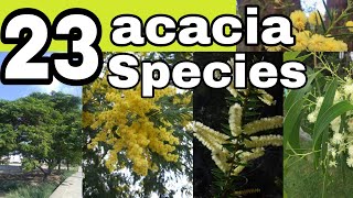 23 species of acacia trees and shrubsnamesacacia varieties [upl. by Kliment]