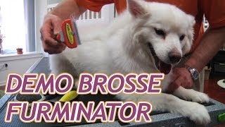 Brosse Furminator pour chien et chat [upl. by Stannfield]