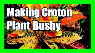 How To Make Croton Plant Bushy Branch Out Croton Plants [upl. by Engelbert]