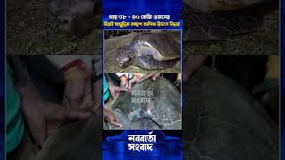 ৩৮  ৪০কেজি ওজনের বিরাট সামুদ্রিক কচ্ছপ অলিভ রিডলে উদ্ধার [upl. by Pergrim]