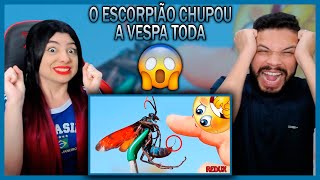 As mais DOLOROSAS picadas do mundo TOP 5  REUP  Fala de Tudo REACT [upl. by Asquith]