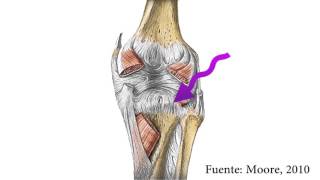 Biomecánica de la rodilla [upl. by Adamik873]