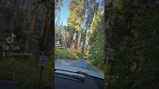 Sequoia national park thefourguardsmen nature travel sequoianationalpark [upl. by Lucho429]