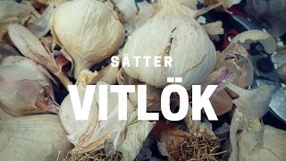 Odla vitlök  sätt på hösten [upl. by Mazonson]