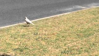 White Albino Magpie oneinamillion Rare footage [upl. by Larret]