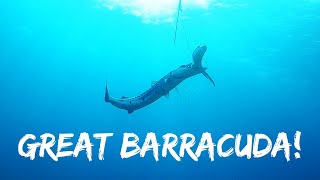 BARRACUDA ATTACKS in front of my FACE [upl. by Allisan]