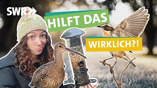 Vögel füttern  wie warum wann und mit welchem Futter I Ökochecker SWR [upl. by Maggie]