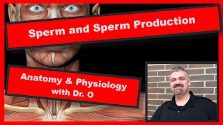 How long can sperm live inside you to get pregnant [upl. by Adon557]