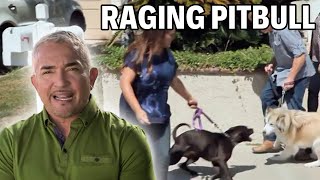 Confronting A Pit Bull With An Addiction To Attack  Cesar 911 Season 2 Ep 7  Part 1 [upl. by Tenn944]