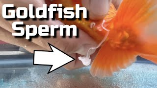 My Goldfish Laid Eggs  Hand Spawning Goldfish Breeding Guide [upl. by Attelrahs]