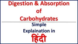 Digestion and absorption of Carbohydrates in HIndi  Bhushan Science [upl. by Arramahs]