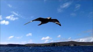 Fulmar juvenile flying alongside boat [upl. by Elleryt662]