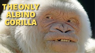 Snowflake The Only Albino Gorilla  History 101 [upl. by Darraj]