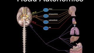 Cranial Nerves and Autonomics [upl. by Nnayram]