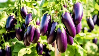 Grow Lots of Eggplant with This Technique [upl. by Ikcin]