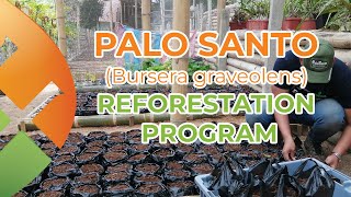 PALO SANTO Reforestation Program Bursera Graveolens [upl. by Ayom]