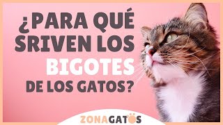 ¿Para qué SIRVEN los BIGOTES de los gatos [upl. by Slrahc]