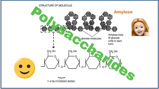 Polysaccharides [upl. by Aitak]