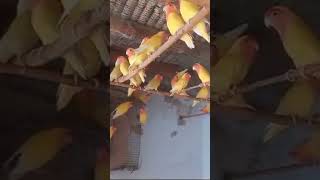 Love bird common lotino ytshorts pigeon bird shortvideo [upl. by Apoor]