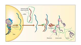 Virus Infection and Replication  Plant Virology  MSc Plant Pathology [upl. by Emina254]