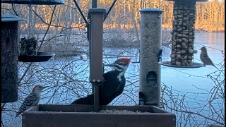 Female Pileated Woodpecker Joins Early Birds At The Feeder In Ithaca New York – Feb 6 2024 [upl. by Mehelhteb]