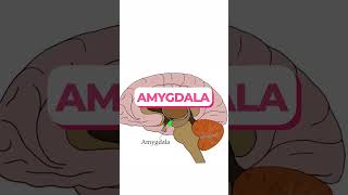 Limbic system brain humanbrain medical biology [upl. by Nylednarb]