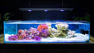 How I Built My Shallow Reef Tank How To Make a Reef Tank [upl. by Aoh515]