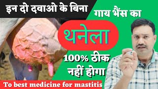 Unique Mastitis Treatment in Cows Buffalo🐄🐃 [upl. by Chrotoem]