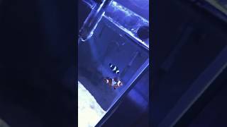 Ocellaris clownfish tank🐠🥵foryoufishtanktouraquarium clownfishocellarispetvlog dailyvlogpet [upl. by Jenifer]