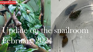 Snailroom update february 2024 [upl. by Konyn669]