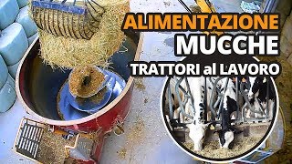 Trattori mucche mezzi agricoli al lavoro con mucche [upl. by Marguerie794]