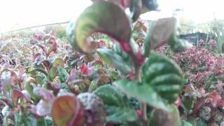 Big Plant Nursery  Leucothoe axillaries Curly Red [upl. by Kachine277]