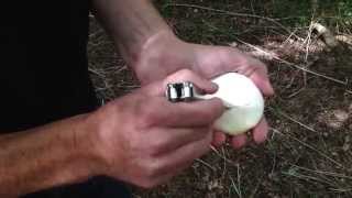 The Birch Polypore Piptoporus betulinas How to make a Birch Polypore plaster [upl. by Mello452]