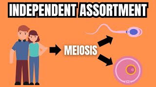 MENDELS LAW OF INDEPENDENT ASSORTMENT Simply Explained [upl. by Ahsimal]