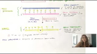 LA TRANSCRIPTION EUCARYOTE postbac [upl. by Lupe]