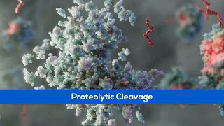 Science Animation  Proteolytic cleavage [upl. by Irby]