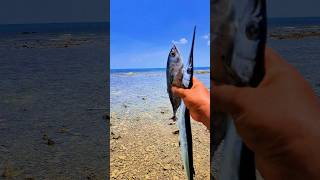 Found dead swordfish and tongkolfish on the beach shorts shortvideo viralshorts [upl. by Courtnay]