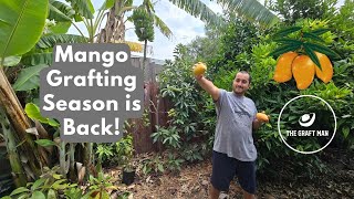 Grafting Mango Trees Step by Step [upl. by Atalee618]