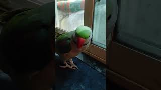 Parrot playing parrrot talkingparot parrotvideo parroteatingfoods parrotlover parrottraining [upl. by Nnylirret]