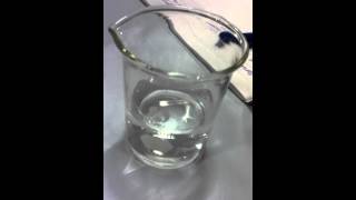 Magnesium reacting with Water [upl. by Eidoc]