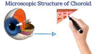 Anatomy of Choroid  Choroidal layer  Microscopic structure of Choroid  Choroid eye Anatomy [upl. by Nerahs]