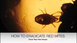 How To Eradicate Red Mites From Your Hen House  Sez the Vet [upl. by Saidel]