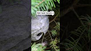 Bald Faced Hornets Daily Nest [upl. by Ilaire486]