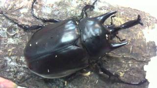 HD Megasoma actaeon from Kingdom of Beetle Taiwan origin PeruMP4 [upl. by Kenaz]