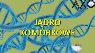 8 Jądro komórkowe [upl. by Hamforrd]