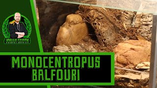 Monocentropus balfouri Terrarium Setup Socotra Island Blue Baboon Tarantula  JOHAN EXOTIC [upl. by Zoila]