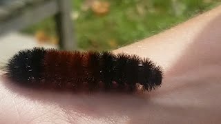 Nature’s Predictions The Wooly Worm 20242025 Forecast  ciLiving [upl. by Letnuhs]