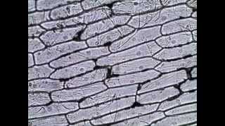 Onion Skin Epidermal Cells How to Prepare a Wet Mount Microscope Slide [upl. by Kinsley890]